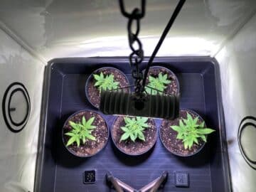 Cannabis Grow SANlight Q1W