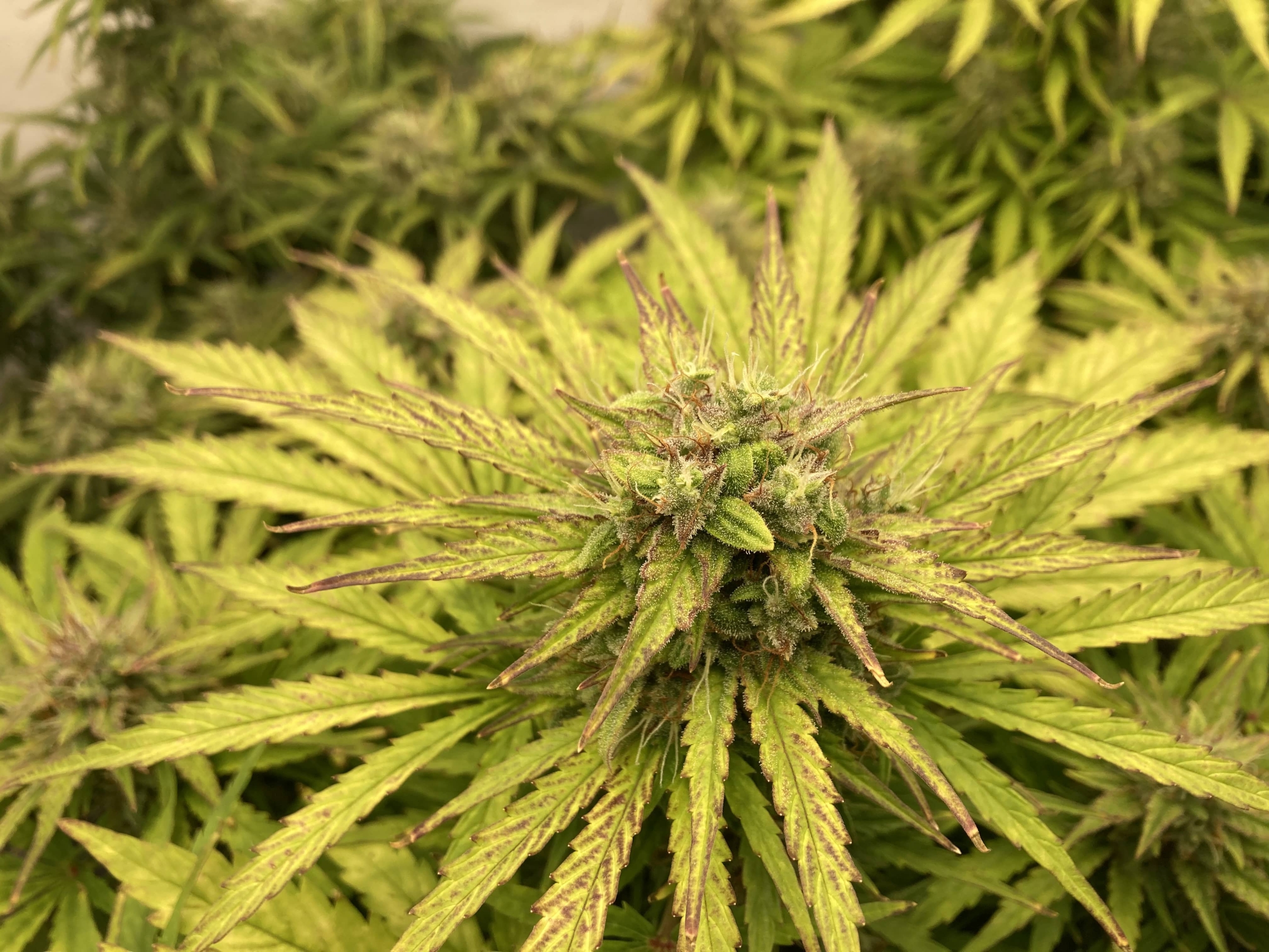 Hulk-Berry-Auto-Tag-66-2