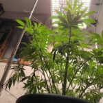 Spider Farmer Grow