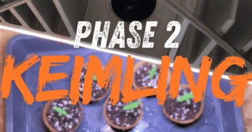 Phase 2: Keimling