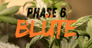 Phase 6: Blüte