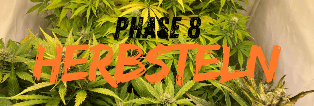 Phase 7: Herbsteln