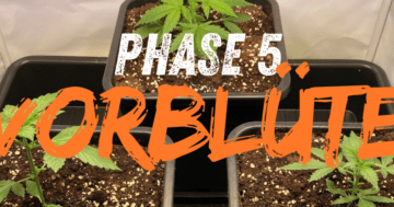 Phase 5: Vorblüte