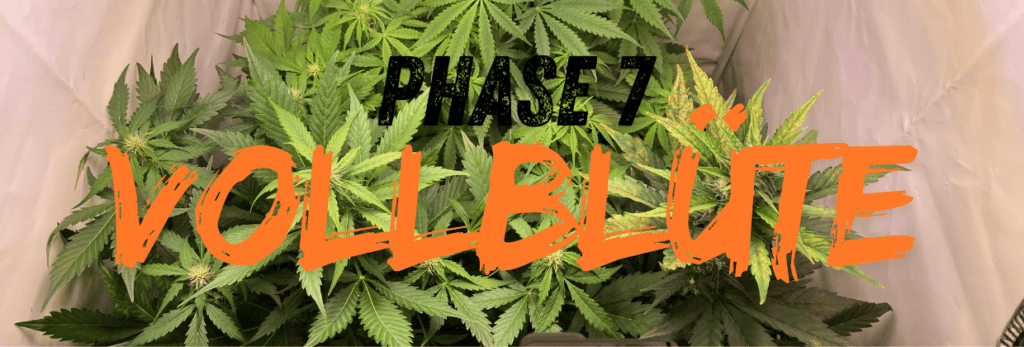 Phase 7: Vollblüte
