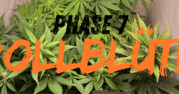 Phase 7: Vollblüte