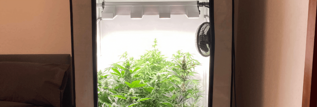 Das Growzelt