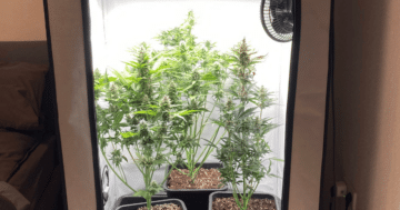 Tag 64 - Pflanzen im Zelt