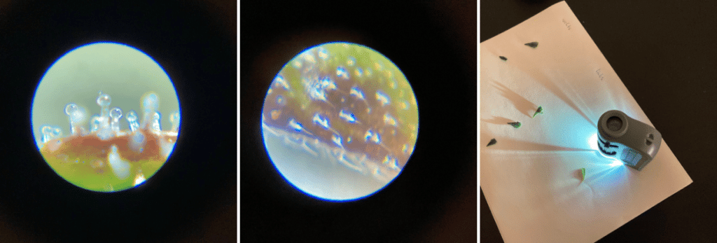 Trichome