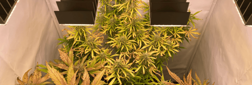 Cannabis Endphase