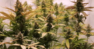 Woche 12 - fette Blüten