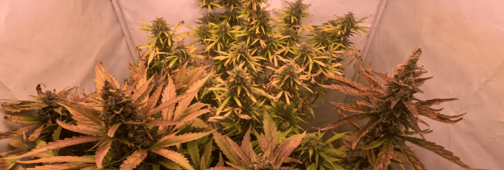 Endphase Cannabis