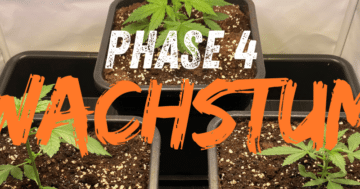 Phase 4: Wachstumsphase